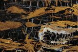 Polished Petrified Shrinkwood Section - Parker, Colorado #378114-1